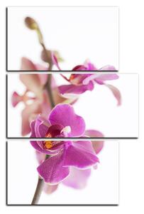 Obraz na plátně - Orchidej květ izolována na bílém pozadí - obdélník 7222D (120x80 cm)