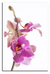 Obraz na plátně - Orchidej květ izolována na bílém pozadí - obdélník 7222A (90x60 cm )