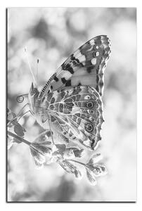 Obraz na plátně - Motýl na levandule - obdélník 7221QA (90x60 cm )