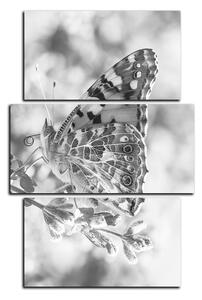 Obraz na plátně - Motýl na levandule - obdélník 7221QC (120x80 cm)