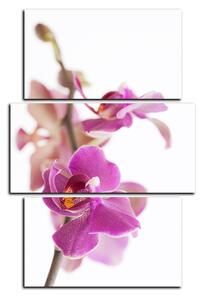 Obraz na plátně - Orchidej květ izolována na bílém pozadí - obdélník 7222C (90x60 cm)