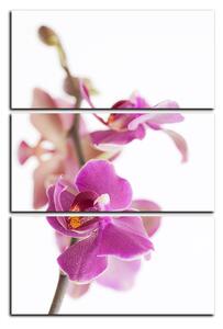 Obraz na plátně - Orchidej květ izolována na bílém pozadí - obdélník 7222B (90x60 cm )