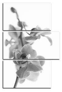 Obraz na plátně - Orchidej květ izolována na bílém pozadí - obdélník 7222QD (120x80 cm)