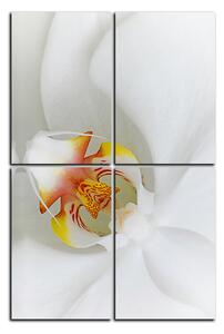 Obraz na plátně - Detailní záběr bílé orchideje - obdélník 7223E (90x60 cm)