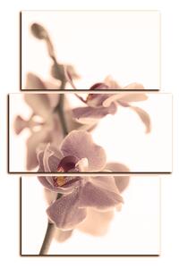 Obraz na plátně - Orchidej květ izolována na bílém pozadí - obdélník 7222FC (90x60 cm)