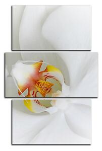 Obraz na plátně - Detailní záběr bílé orchideje - obdélník 7223C (90x60 cm)