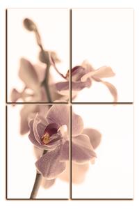 Obraz na plátně - Orchidej květ izolována na bílém pozadí - obdélník 7222FE (120x80 cm)