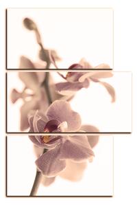 Obraz na plátně - Orchidej květ izolována na bílém pozadí - obdélník 7222FD (120x80 cm)