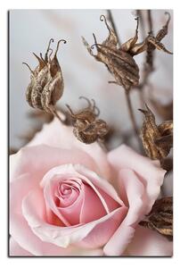 Obraz na plátně - Růže a uschlé rostliny - obdélník 7225A (90x60 cm )