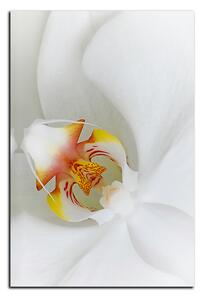 Obraz na plátně - Detailní záběr bílé orchideje - obdélník 7223A (90x60 cm )
