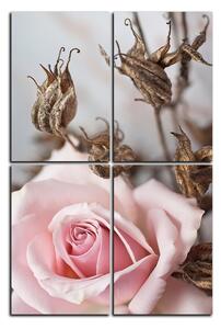 Obraz na plátně - Růže a uschlé rostliny - obdélník 7225E (90x60 cm)