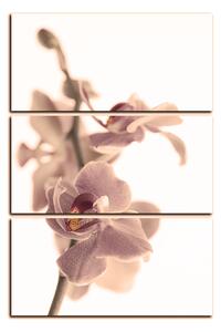 Obraz na plátně - Orchidej květ izolována na bílém pozadí - obdélník 7222FB (90x60 cm )