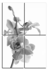 Obraz na plátně - Orchidej květ izolována na bílém pozadí - obdélník 7222QE (120x80 cm)