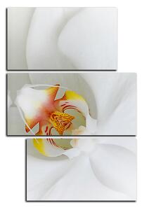 Obraz na plátně - Detailní záběr bílé orchideje - obdélník 7223D (120x80 cm)