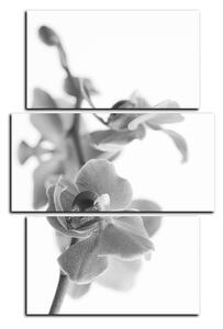Obraz na plátně - Orchidej květ izolována na bílém pozadí - obdélník 7222QC (120x80 cm)