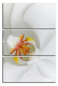 Obraz na plátně - Detailní záběr bílé orchideje - obdélník 7223B (120x80 cm)