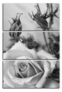 Obraz na plátně - Růže a uschlé rostliny - obdélník 7225QB (90x60 cm )