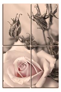 Obraz na plátně - Růže a uschlé rostliny - obdélník 7225FE (90x60 cm)