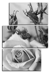 Obraz na plátně - Růže a uschlé rostliny - obdélník 7225QD (120x80 cm)