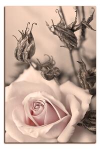 Obraz na plátně - Růže a uschlé rostliny - obdélník 7225FA (100x70 cm)
