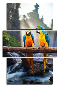 Obraz na plátně - Modro žluté Macaw - obdélník 7232C (90x60 cm)
