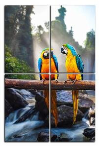 Obraz na plátně - Modro žluté Macaw - obdélník 7232E (90x60 cm)