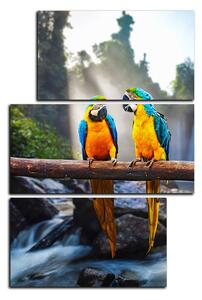 Obraz na plátně - Modro žluté Macaw - obdélník 7232D (120x80 cm)