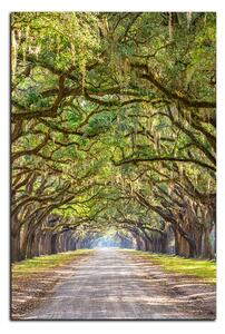 Obraz na plátně - Historické dubové stromy lemované polní cestou - obdélník 7239A (120x80 cm)