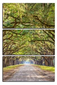 Obraz na plátně - Historické dubové stromy lemované polní cestou - obdélník 7239B (90x60 cm )