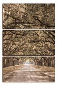 Obraz na plátně - Historické dubové stromy lemované polní cestou - obdélník 7239FB (120x80 cm)