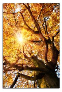 Obraz na plátně - Slunce přes větve stromu - obdélník 7240A (120x80 cm)