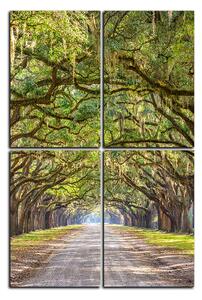 Obraz na plátně - Historické dubové stromy lemované polní cestou - obdélník 7239E (90x60 cm)