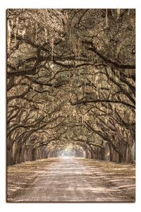 Obraz na plátně - Historické dubové stromy lemované polní cestou - obdélník 7239FA (90x60 cm )