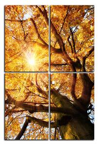 Obraz na plátně - Slunce přes větve stromu - obdélník 7240E (90x60 cm)