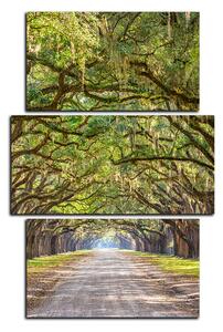Obraz na plátně - Historické dubové stromy lemované polní cestou - obdélník 7239C (120x80 cm)