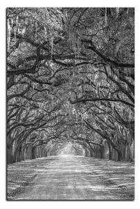 Obraz na plátně - Historické dubové stromy lemované polní cestou - obdélník 7239QA (100x70 cm)