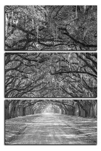 Obraz na plátně - Historické dubové stromy lemované polní cestou - obdélník 7239QB (105x70 cm)