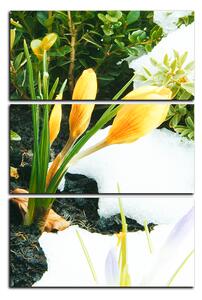 Obraz na plátně - Časné jarní květiny - obdélník 7242B (90x60 cm )