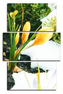 Obraz na plátně - Časné jarní květiny - obdélník 7242C (90x60 cm)