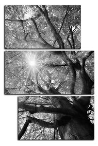 Obraz na plátně - Slunce přes větve stromu - obdélník 7240QD (120x80 cm)