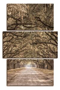 Obraz na plátně - Historické dubové stromy lemované polní cestou - obdélník 7239FC (90x60 cm)