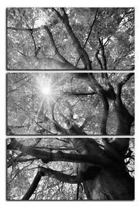 Obraz na plátně - Slunce přes větve stromu - obdélník 7240QB (120x80 cm)