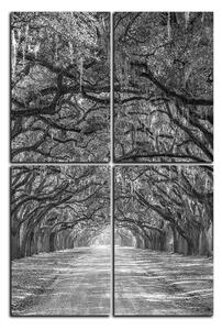 Obraz na plátně - Historické dubové stromy lemované polní cestou - obdélník 7239QE (120x80 cm)