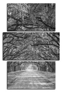 Obraz na plátně - Historické dubové stromy lemované polní cestou - obdélník 7239QC (120x80 cm)