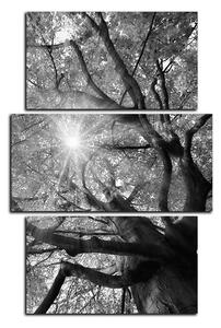 Obraz na plátně - Slunce přes větve stromu - obdélník 7240QC (120x80 cm)