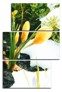 Obraz na plátně - Časné jarní květiny - obdélník 7242D (120x80 cm)