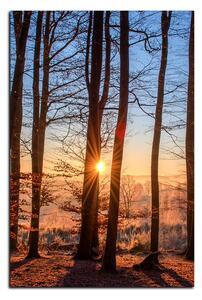 Obraz na plátně - Podzimní ráno v lese - obdélník 7251A (100x70 cm)