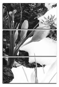 Obraz na plátně - Časné jarní květiny - obdélník 7242QB (90x60 cm )