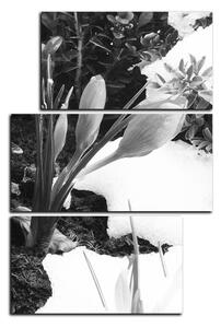 Obraz na plátně - Časné jarní květiny - obdélník 7242QD (120x80 cm)