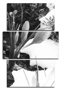 Obraz na plátně - Časné jarní květiny - obdélník 7242QC (90x60 cm)